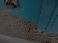 Εταιρεία μηχανών στεγνωτήρων καλαμποκιού